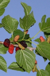 Illinois Everbearing Black Mulberry, Morus x 'Illinois Everbearing'